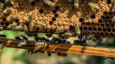 Народные приметы на 28 апреля: как узнать свою судьбу по поведению пчел