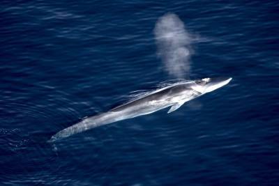 Песни китов предложили использовать для изучения океана