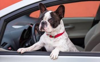 Водителей оштрафуют за перевозку кошек и собак в авто