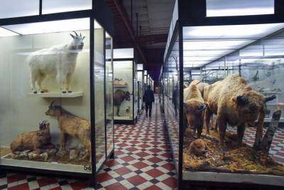 Зоологический музей пригласил москвичей на вечерние экскурсии в мае