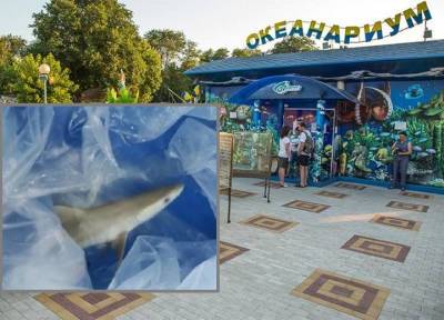 Из-за скандальной посетительницы в океанариуме Анапы погибла акула