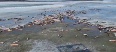 На Ямале из-за обмеления реки произошёл мор рыбы