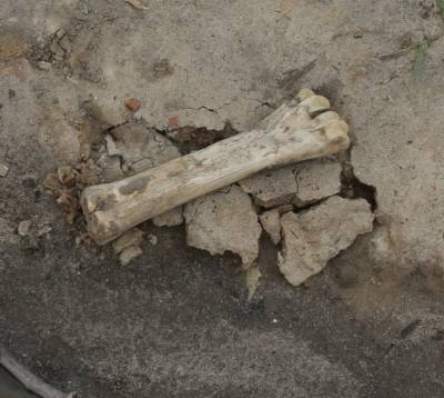 Кости найдены под стенами Нижегородского кремля на Зеленском съезде