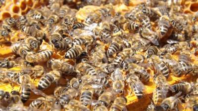 ФСБ задержала контрабандистов с "пчелами-нелегалами" в Ростовской области