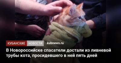 В Новороссийске спасатели достали из ливневой трубы кота, просидевшего в ней пять дней