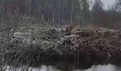 На рыбака напал волкодав в районе Велижанского тракта