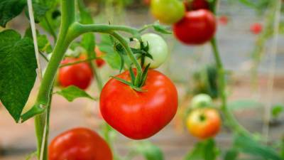 Секрет урожая: что лучше насыпать в лунки под рассаду томатов?