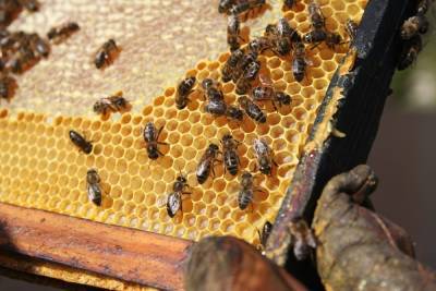 Магнитолу и рамки с мёдом из пчелиных ульев украли в Псковской области