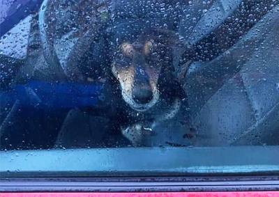 В Академическом районе собака была заперта в машине более 15 часов