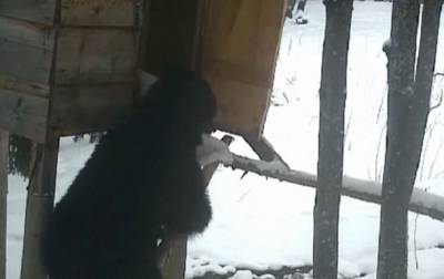 В Румынии опубликовали забавное видео медведя-вора