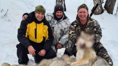 Курганский депутат жестоко расправился с волком на охоте, переехав снегоходом, но избежал проверки