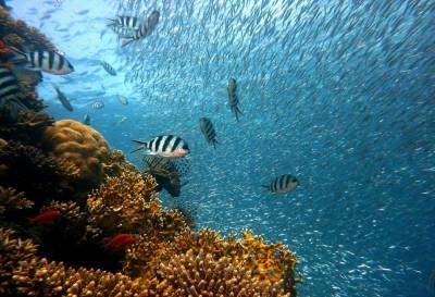 Учёные обнаружили фермент, способный спасти кораллы от вымирания