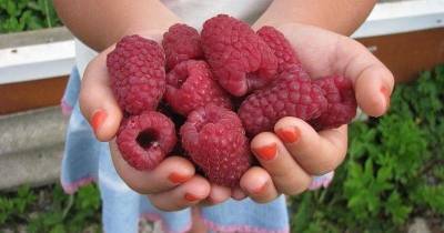 После такой подкормки ваша малина завалит вас урожаем крупных сладких ягод - skuke.net
