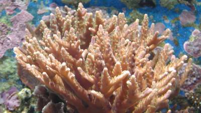 Японским биологам удалось найти способ спасения кораллов от исчезновения