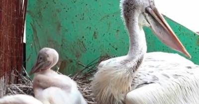 В Московском зоопарке родились редкие кудрявые пеликаны