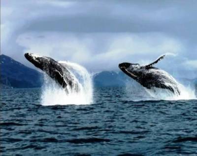 В России планируют запретить добычу китов, дельфинов и морских свиней