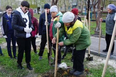 Более 40 клёнов высадили на западе Тамбова