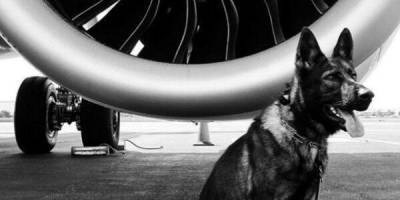 Отставной полицейский пёс нашел себя в авиации