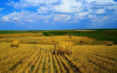 Иностранцам позволили приобретать землю на Украине