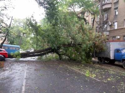 Одесский горсовет обязали выплатить компенсацию за упавшее на машину дерево