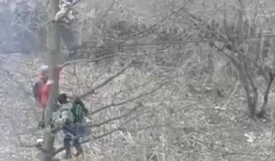 В Башкирии школьники залезли на дерево, спасаясь от стаи бездомных собак