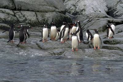 Папуанские пингвины Московского зоопарка начали строить гнезда к сезону размножения