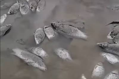 Прокуратура Ставрополья проверяет обстоятельства массовой гибели рыбы в Чограйском водохранилище
