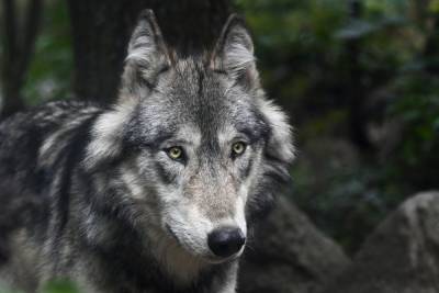 Депутат, жестоко убивший волка на охоте, объяснил свои действия
