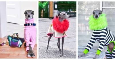 Tika the Iggy: собака стала модным инфлюэнсером и собрала миллион подписчиков в Instagram