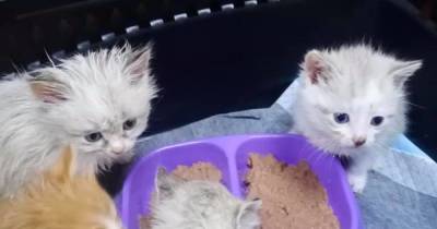 "Худенькие, грязные, голодные": маленьких котят в рюкзаке выбросили на свалку в Днепре (фото) (5 фото)