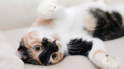 Россиянам рассказали, какие породы кошек подходят для жизни в квартире