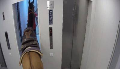 Такого еще не было: в Тель-Авиве двое мужчин перевозили лошадь в лифте небоскреба – их задержали