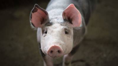 Житель Новосибирской области погиб во время забоя свиньи