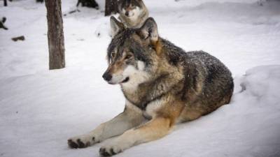 Переехавшего волка снегоходом депутата Хахалова исключили из “Единой России”