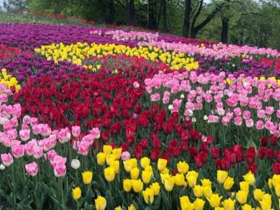 Виставка тюльпанів в київському парку Співоче переноситься на 7 травня