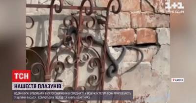 В центре Харькова змеи оккупировали жилой дом: лезут в квартиры