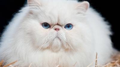 Самые дружелюбные породы кошек: есть ли среди них ваша - 24tv.ua