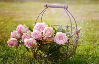 Как правильно пересаживать розы: несколько важных правил для начинающих садоводов