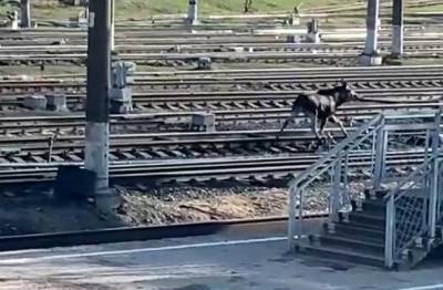 Под Петербургом заметили лося, бегущего по железной дороге