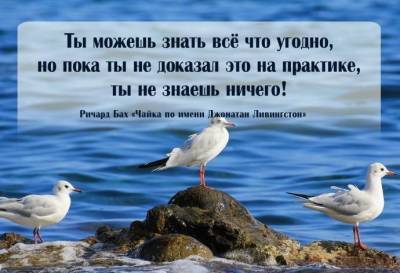 ​15 лучших цитат из книг Ричарда Баха — американского писателя, философа и публициста