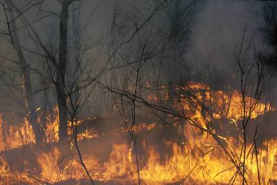 В лесах Архангельской области объявлен пожароопасный сезон
