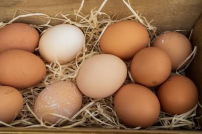 Отпускная стоимость яиц в России снизилась перед пасхой