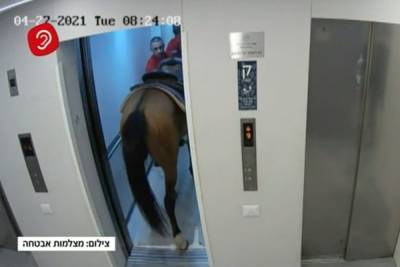 Полицию разозлила лошадь в лифте престижного дома