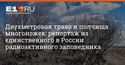 Двухметровая трава и полчища многоножек: репортаж из единственного в России радиоактивного заповедника