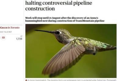 Одной колибри удалось остановить спорное строительство нефтепровода