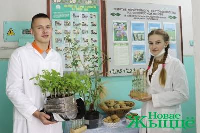 "Картофель для нашего учреждения стал брендом". В Новогрудском аграрном колледже овощ выращивают из пробирки