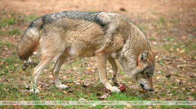 Законодатели штата Айдахо приняли законопроект об уничтожении 90% популяции волков - belta.by - штат Айдахо