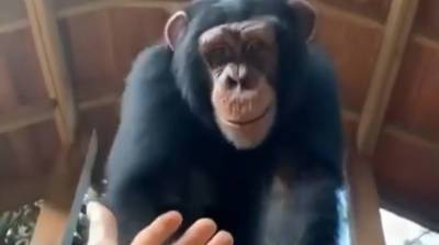 Обезьяна БРО! Забавный момент с участием шимпанзе и человека порадовал сеть (Видео)