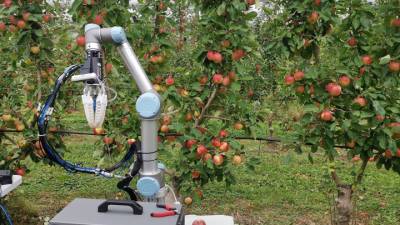 Новый робот тратит на сбор плодов 7 секунд
