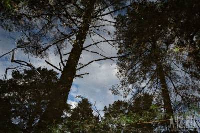 В Кузбассе две собирательницы черемши заблудились в лесу